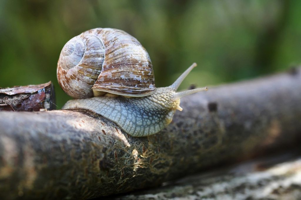 snail, shell, mollusk-6982679.jpg