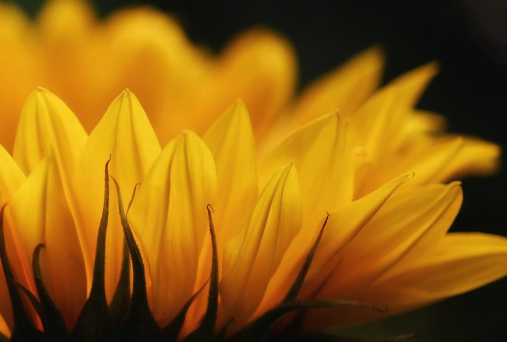 sunflower, blossom, bloom-5395120.jpg